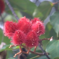 Bixaceae